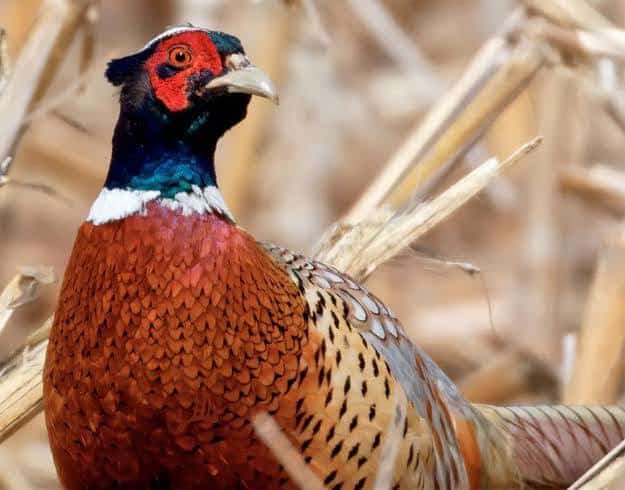 Pheasant Opener Breakfast Buffet at 1481 Roadhouse Grille